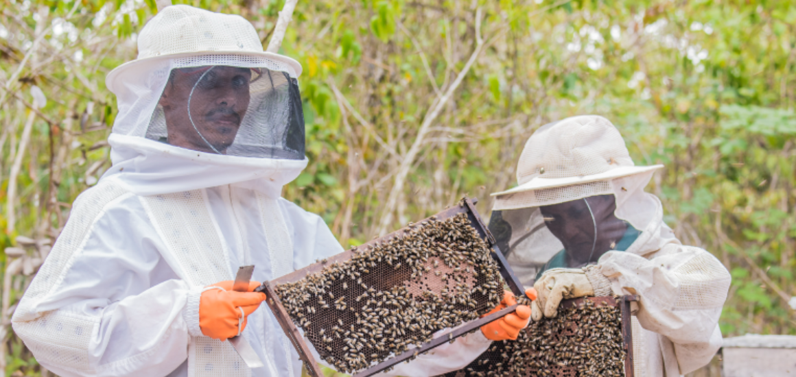 Município de Santa Luzia do Paruá inova na criação de abelhas e se torna maior produtor de mel do MA