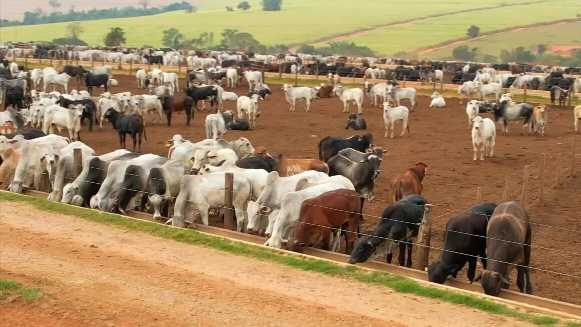 Pecuarista tem que fazer contas quando deixa a boiada no confinamento