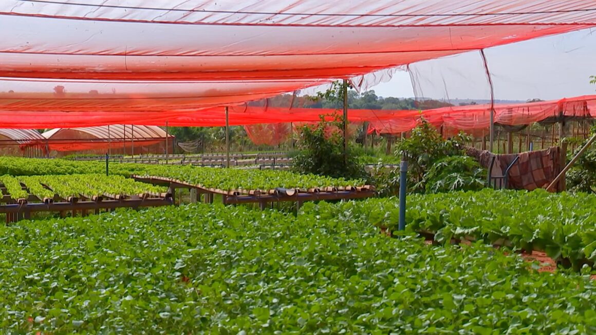 Demanda por hortaliças pode aumentar com inverno menos rigoroso