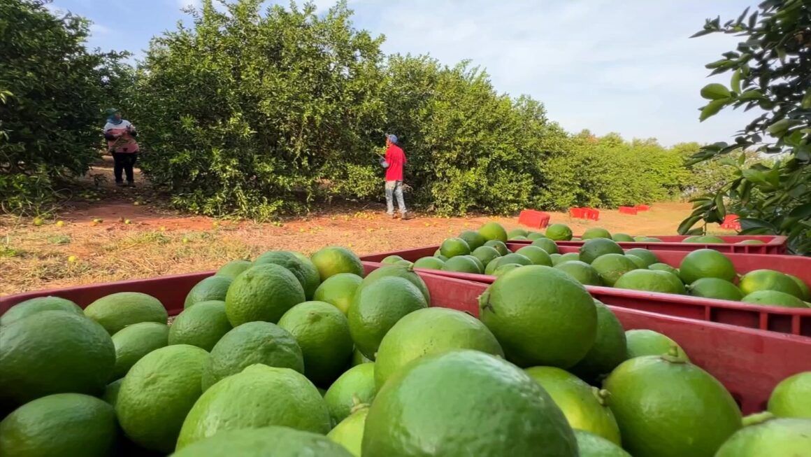 Estiagem atrapalha produção de limão taiti