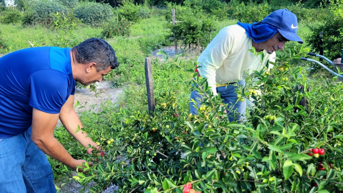 Ações do Sebrae fortalecem agronegócio e produção na Baixada e Litoral Ocidental Maranhense