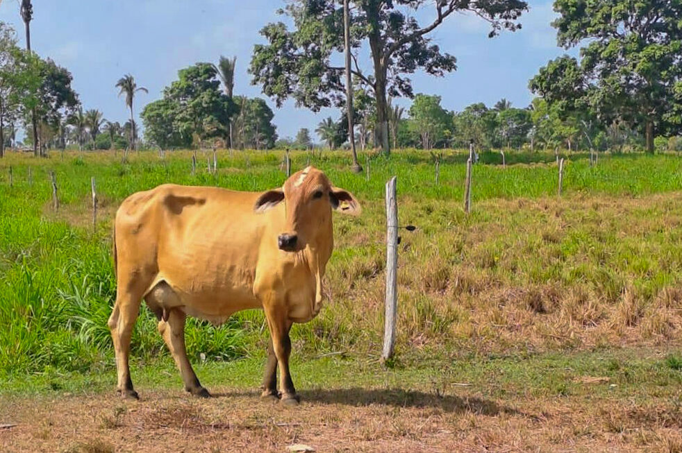 Maioria das empresas do setor de leite e derivados no Maranhão são pequenos negócios