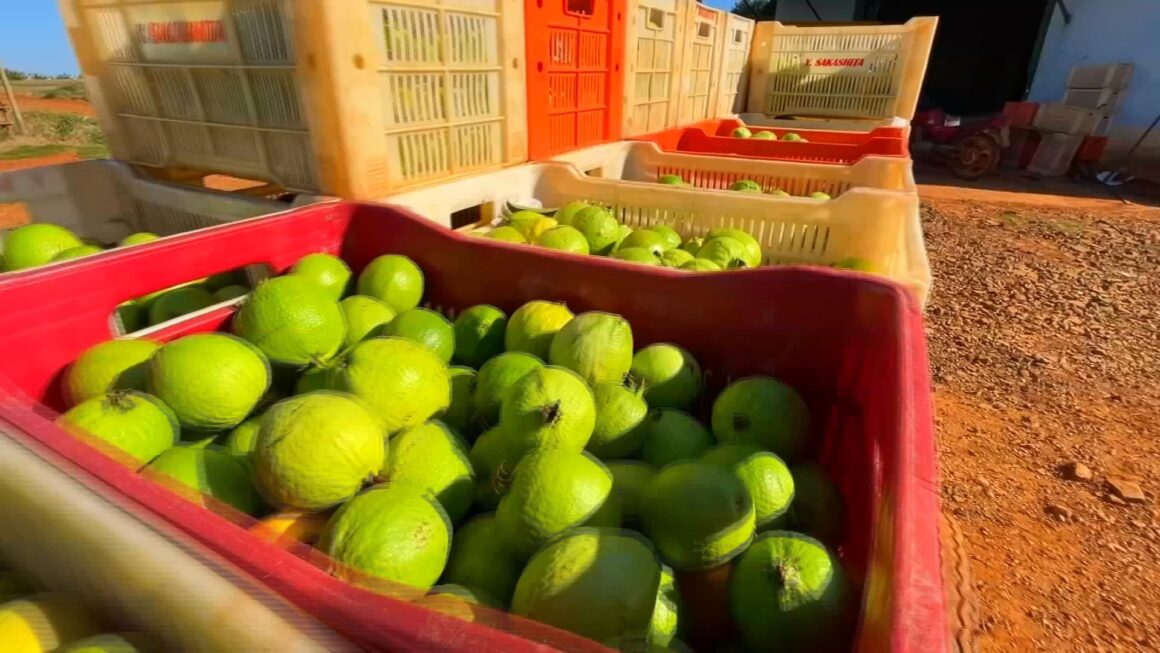 Colheita de goiaba na entressafra garante melhores preços aos agricultores