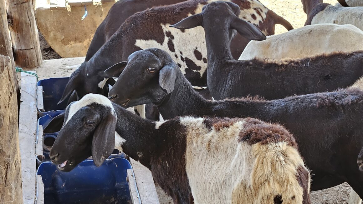 Seminários capacitam produtores de ovinos e leite no Cerrado Sul Maranhense