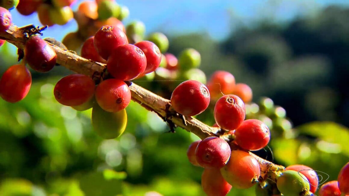 Previsão de chuva faz preço do café robusta voltar a cair em outubro e situação ‘precária’ de lavouras ainda preocupa setor, aponta USP