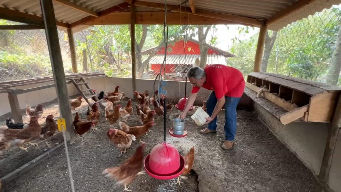 Vida na roça atrai quem não tem raízes na zona rural