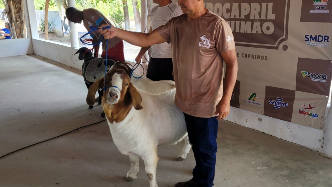 XV Expocapril traz inovações em manejo para ovinocaprinocultura da Baixada e Litoral Ocidental Maranhense