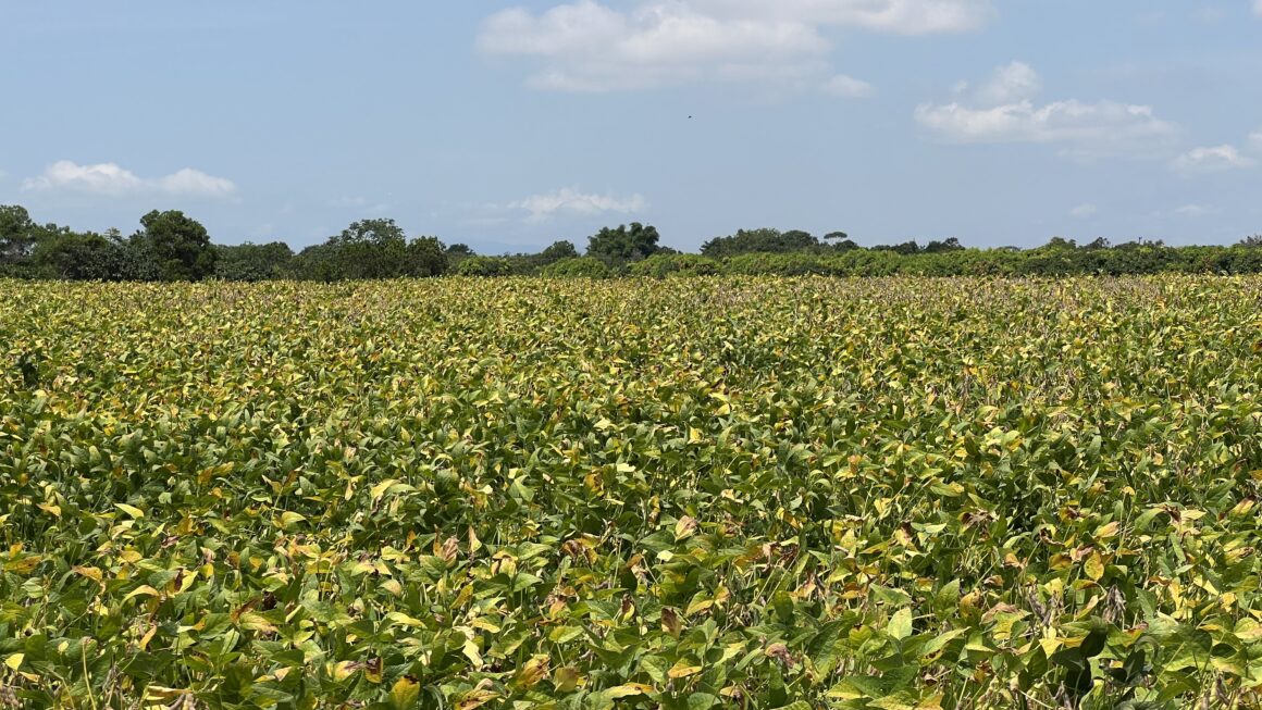 Agropecuária puxou os maiores desempenhos estaduais do PIB em 2022