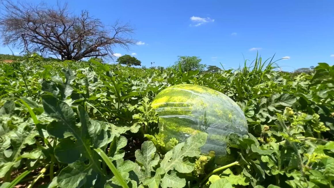 Produtores estão otimistas com safra de melancia