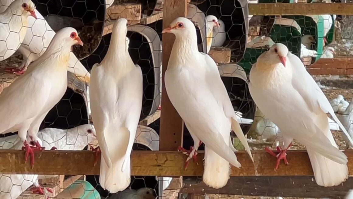 Veja como é a criação de pombos no interior de São Paulo