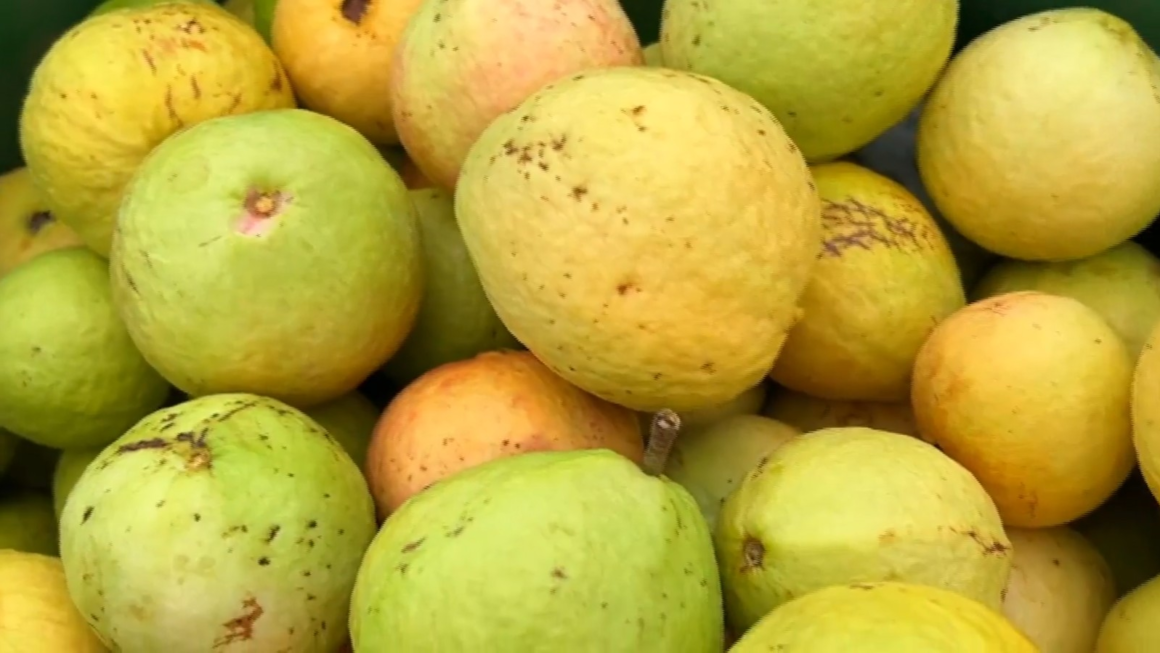 Preço da goiaba melhora para produtores do noroeste de SP